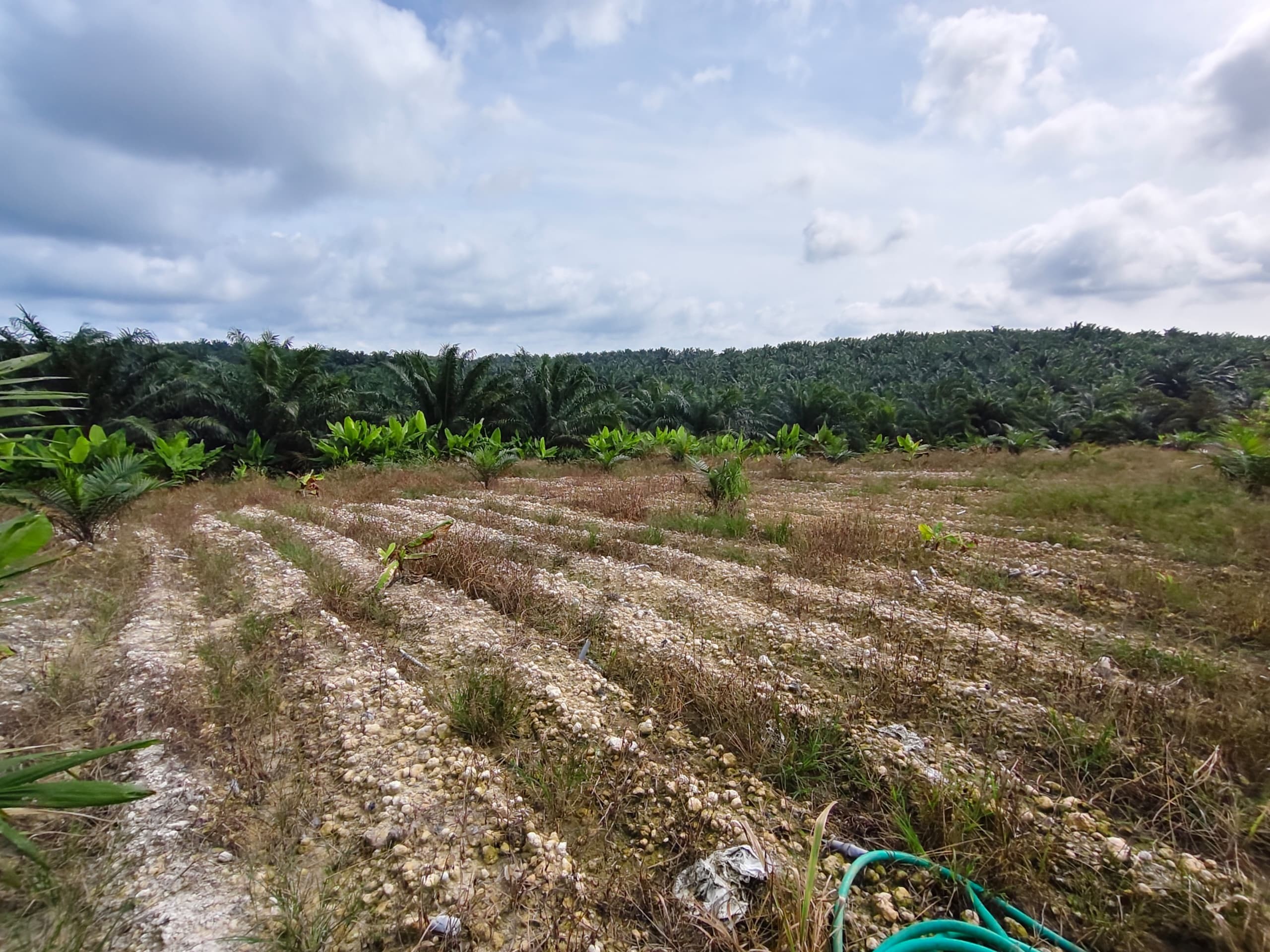 Agricultural Land For Sale in Kulai Johor
