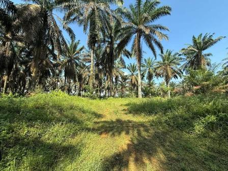 Agricultural Land For Sale in Simpang Renggam Johor