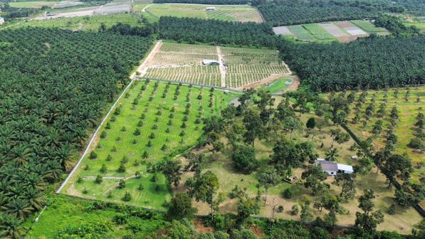 Agricultural Land For Sale in Ulu Tiram Johor