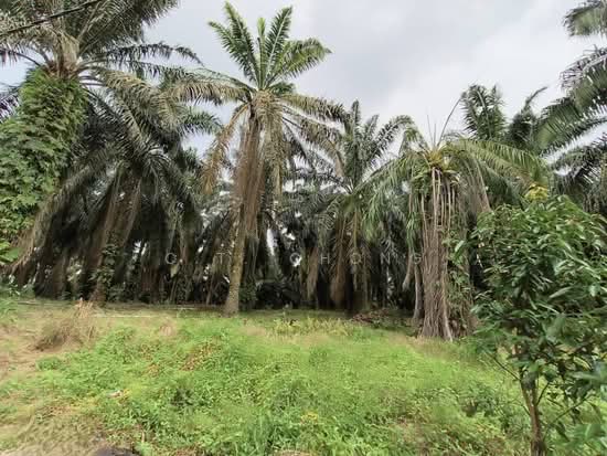 Industrial Land For Sale in Senai Johor