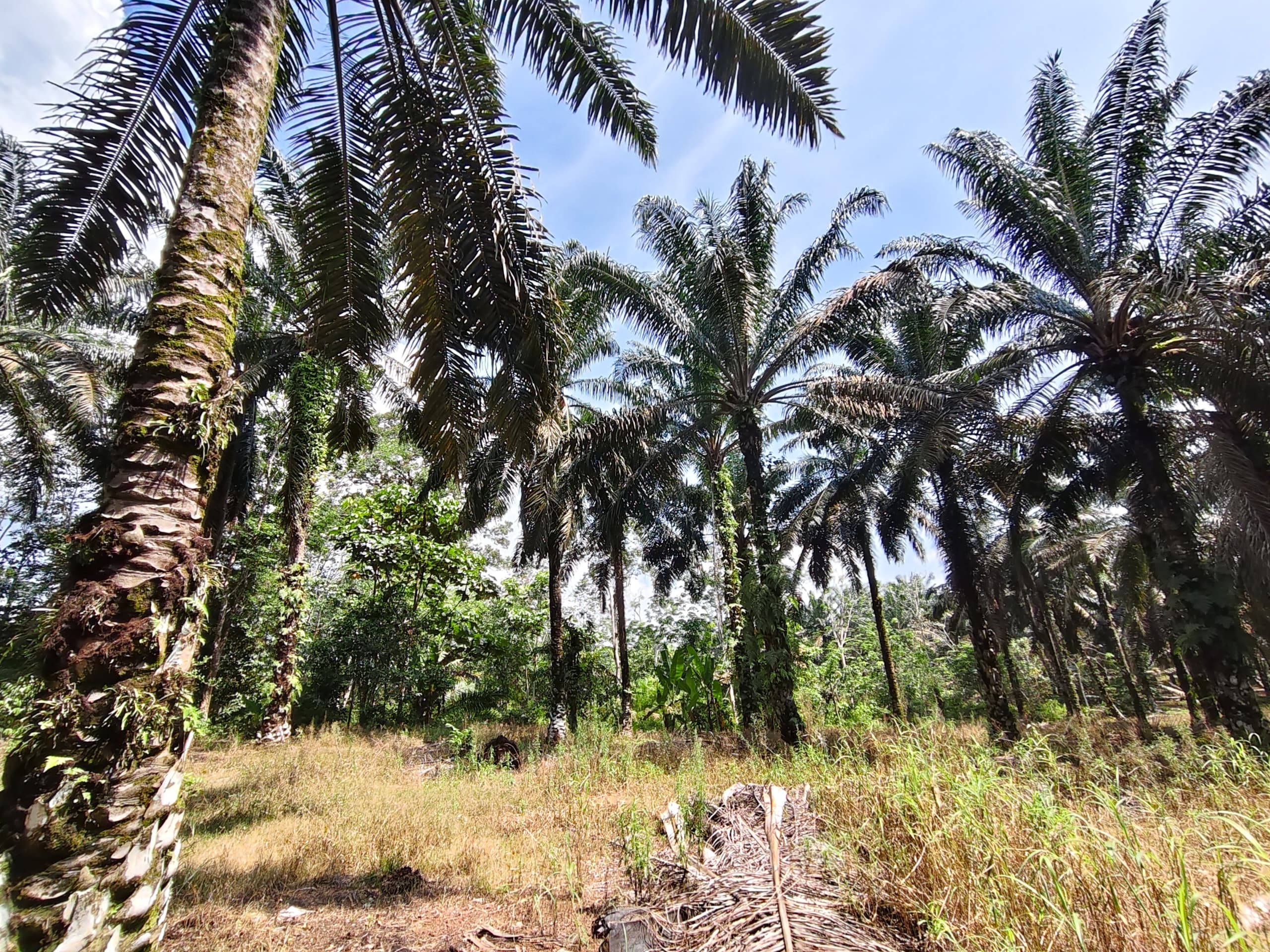 Agricultural Land For Sale in Kluang Johor