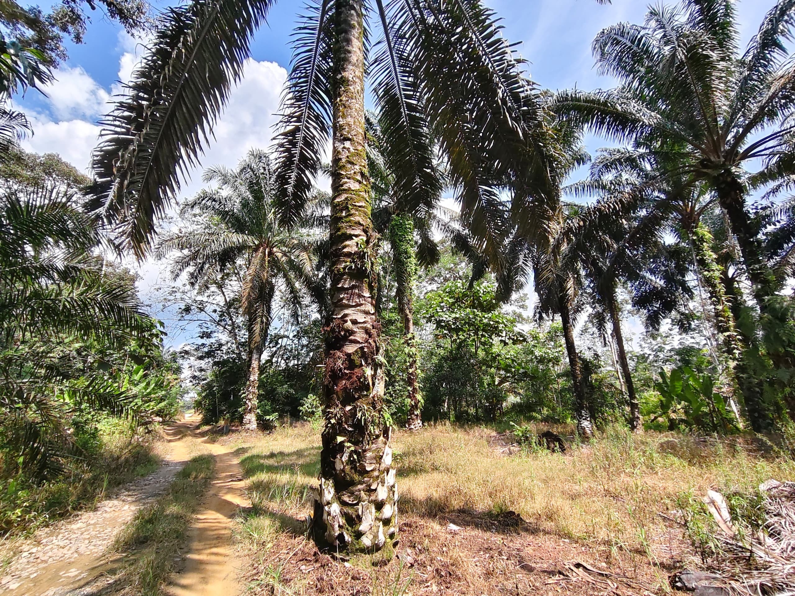 Agricultural Land For Sale in Kluang Johor - Image 3