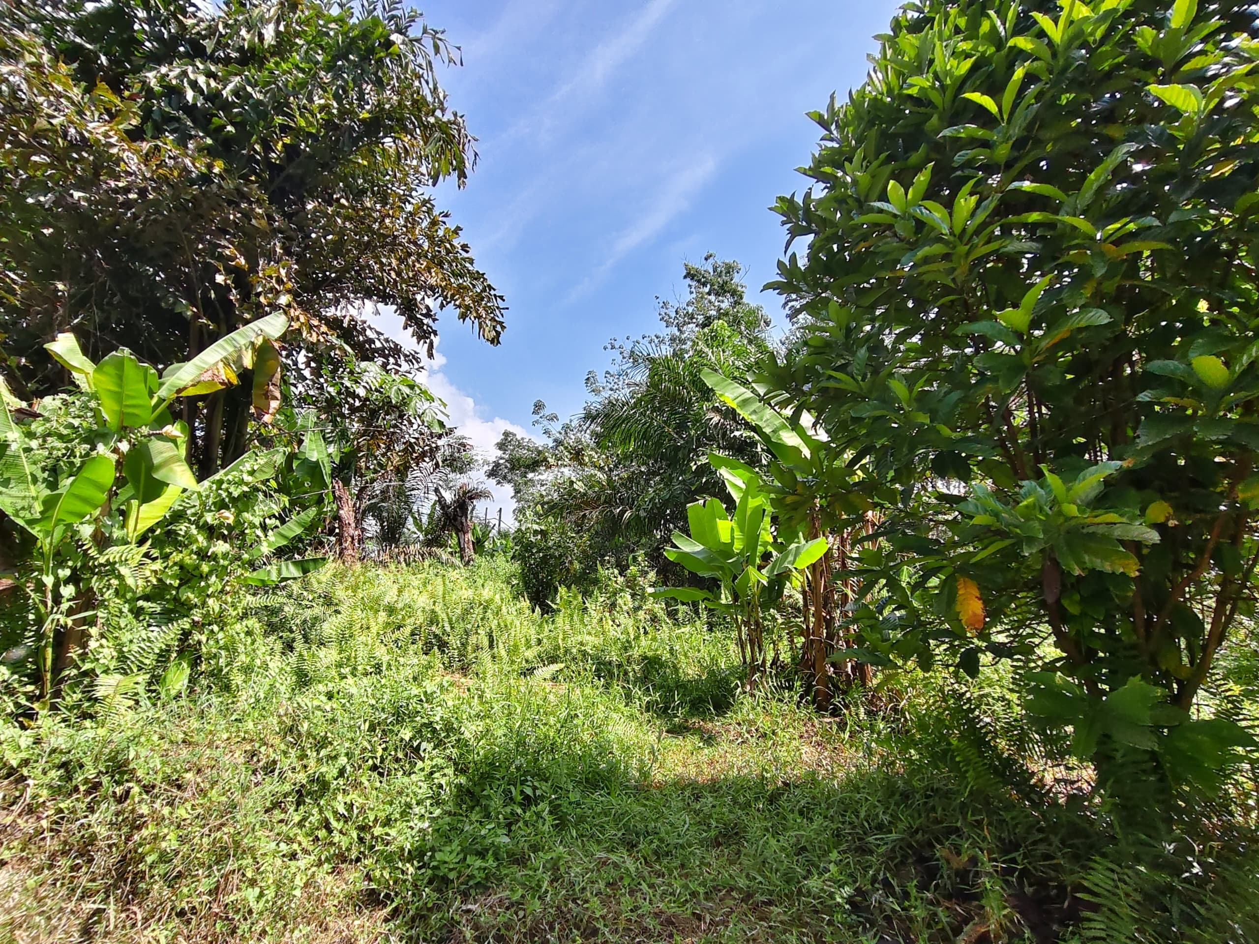 Agricultural Land For Sale in Kluang Johor - Image 2