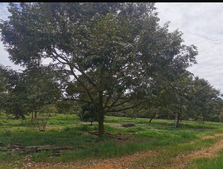 Agricultural Land For Sale in Kulai Johor