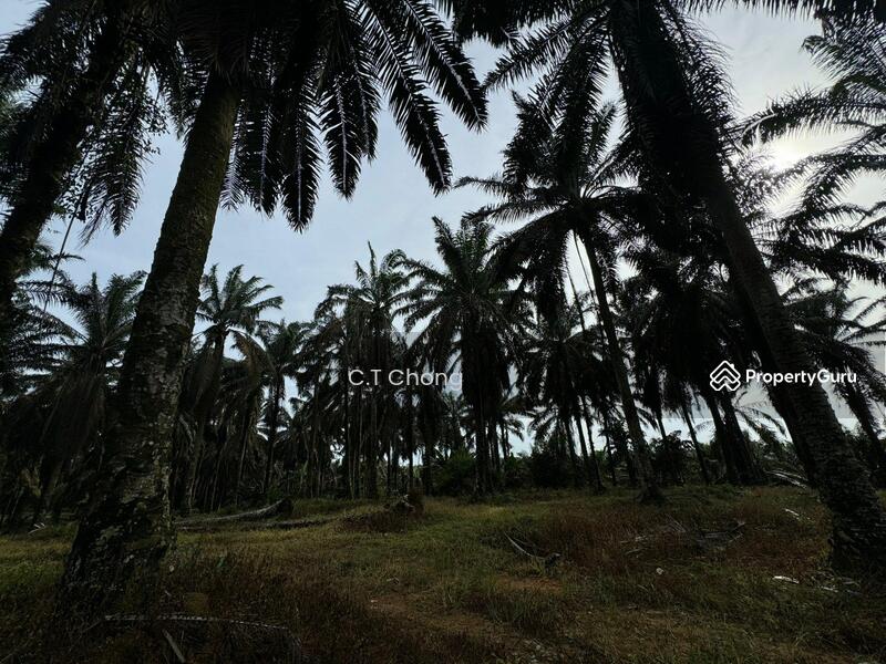 Agricultural Land For Sale in Johor Bahru Johor